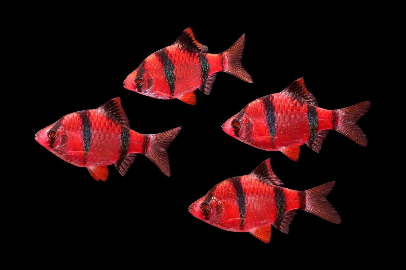 GloFish - Barb - Assorted - 1 inch - Quantity of 6